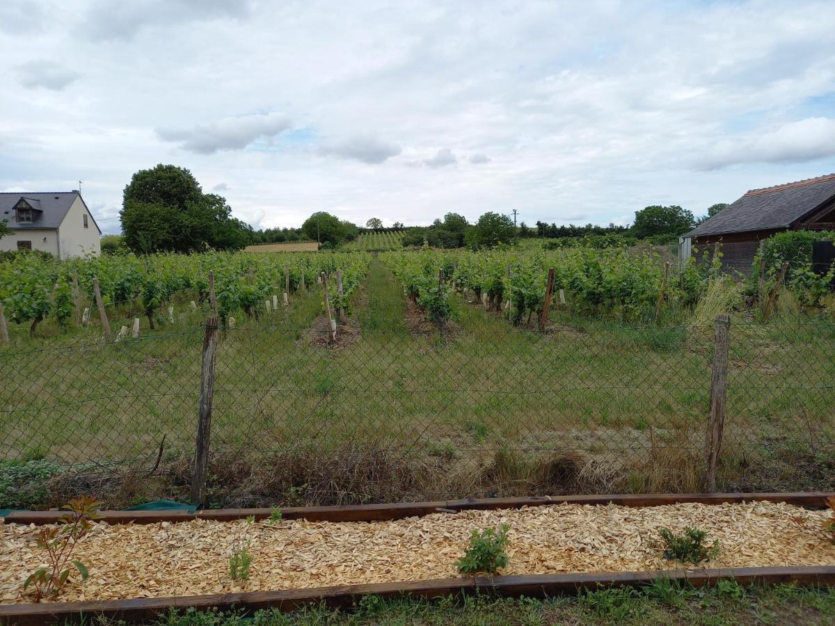Willa Hebergement Sarment Du Veron Chinon Beaumont-en-Véron Zewnętrze zdjęcie